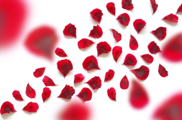 piros virág szirmai szellő, elszigetelt fehér - Fotó, kép