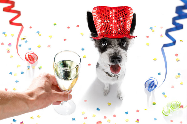 新年あけましておめでとうございます犬 celberation - 写真・画像