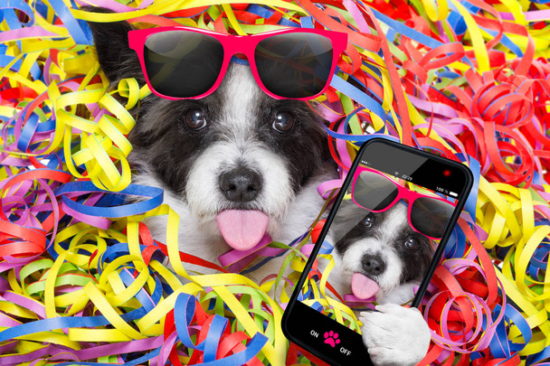 Partyhund  - Foto, Bild