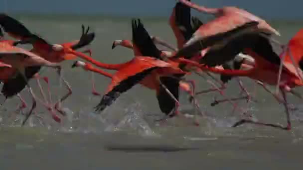 różowe flamingi w słonej laguny ria largartos, Meksyk - Materiał filmowy, wideo