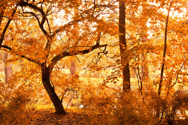 Осень в парке. - Фото, изображение