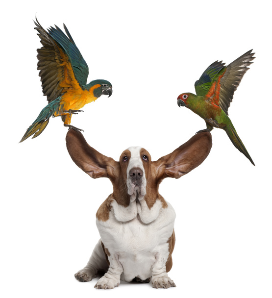 Bleu горлом ара і Золотий capped папуга підтягування вуха Бассета, що сидить на білому тлі - Фото, зображення