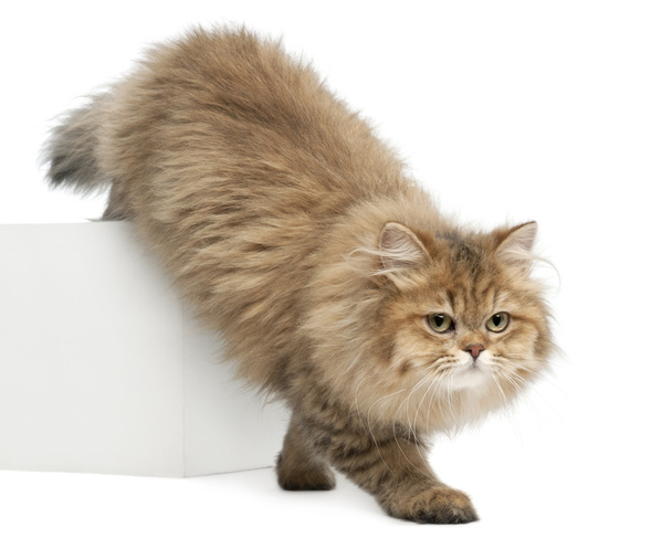 British Longhair cat, 4 months old, walking against white background - Photo, Image
