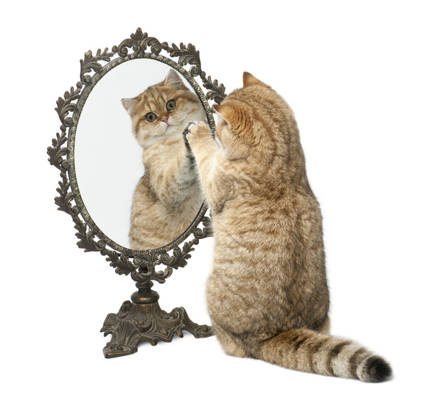Short britannique doré, 7 mois, jouant avec miroir sur fond blanc
 - Photo, image