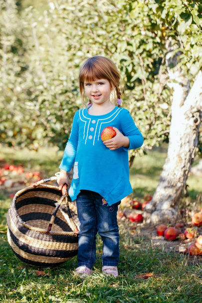 Petite fille cueillette des pommes dans le jardin
 - Photo, image