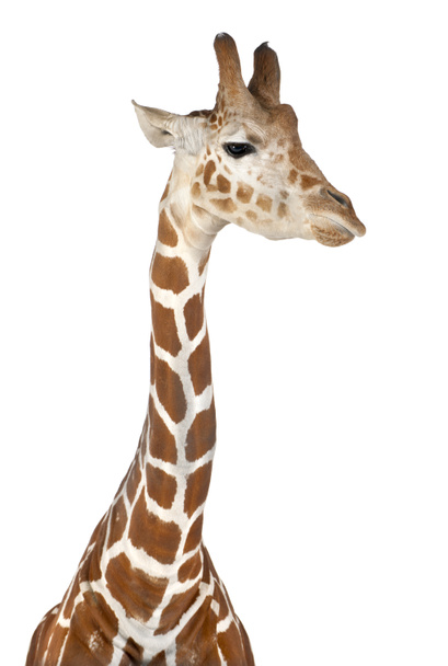 Somali Girafa, vulgarmente conhecido como Girafa Reticulada, Girafa camelopardalis reticulata, 2 anos e meio de idade contra fundo branco
 - Foto, Imagem