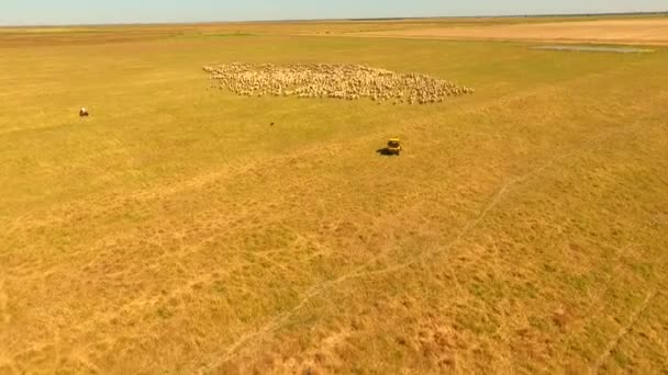 Hoeden van de schapen in de Outback Australië - Video