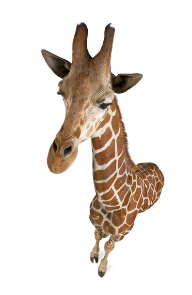 Vista de ángulo alto de la jirafa somalí, comúnmente conocida como jirafa reticulada, jirafa camelopardalis reticulata, de 2 años y medio de edad de pie sobre fondo blanco
 - Foto, imagen