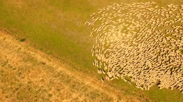 Wypas owiec w Australii Outback - Materiał filmowy, wideo