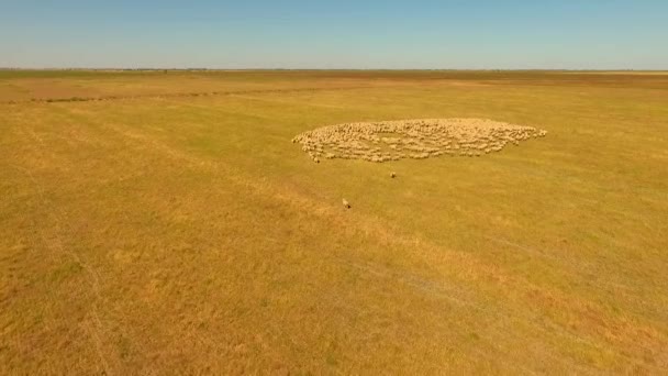 Wypas owiec w Australii Outback - Materiał filmowy, wideo