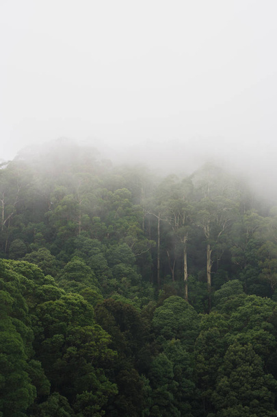 Дощовий ліс в туманний ранок
 - Фото, зображення