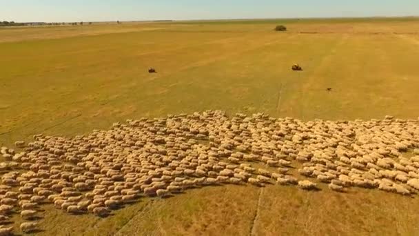 Ovejas pastoreando en Outback Australia
 - Metraje, vídeo