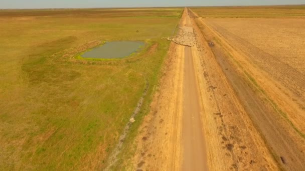 Ovejas pastoreando en Outback Australia
 - Metraje, vídeo