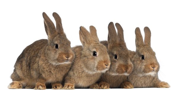 Quattro conigli sullo sfondo bianco
 - Foto, immagini