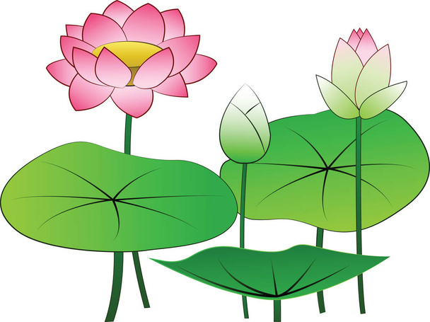 lotus,isolated,vector - Wektor, obraz