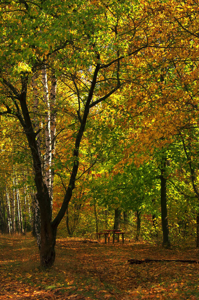 Autumn red-yellow landscape - Фото, изображение