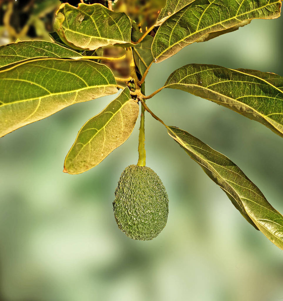 Close up of Branch of avocado - Photo, Image