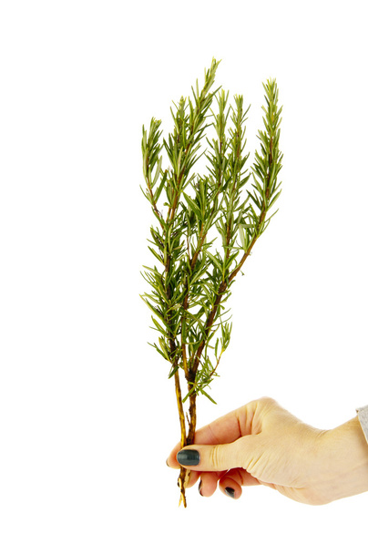 Little fir branch in hand - Zdjęcie, obraz