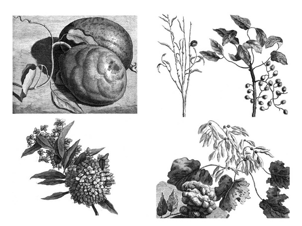 Flora plantas exóticas sobre fondo blanco
 - Foto, imagen