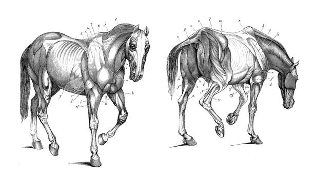 Анатомия лошади
. - Фото, изображение