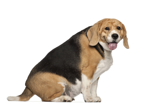 Fat Beagle, 3 years old, sitting against white background - Photo, Image