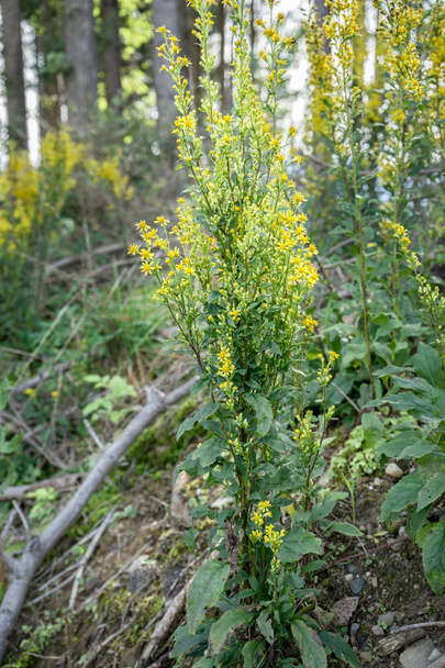 plante médicinale jaune
 - Photo, image