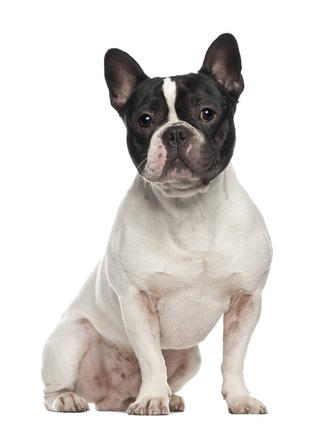 Francês Bulldog, 18 meses, sentado contra fundo branco
 - Foto, Imagem