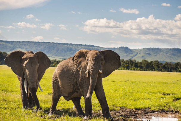 Family of elephants in Kenya Africa Serengeti Nature Park - Foto, Bild