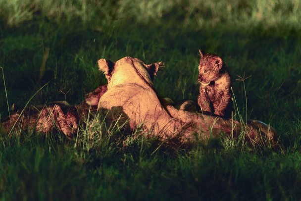 Familie van leeuwen in het gras van Afrikaanse savanne Kenia - Foto, afbeelding