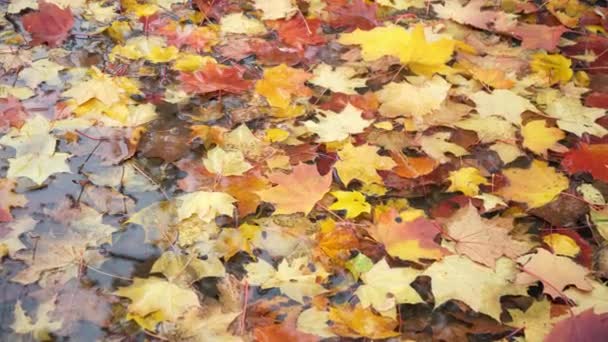 φθινόπωρο: κόκκινο, κίτρινο και πράσινο φύλλα βρίσκονται σε μια λακκούβα - Πλάνα, βίντεο