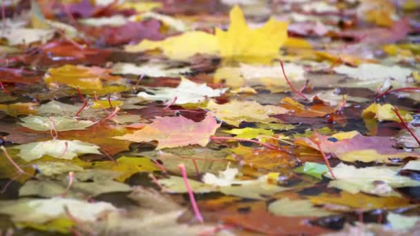 φθινόπωρο: κόκκινο, κίτρινο και πράσινο φύλλα βρίσκονται σε μια λακκούβα - Πλάνα, βίντεο