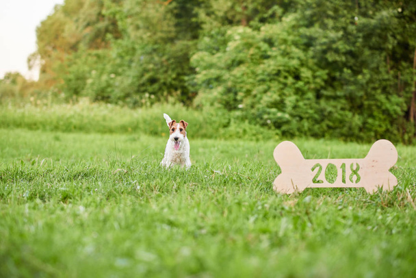 Очаровательная счастливая лиса-терьер собака в парке 2018 Новый год greetin
 - Фото, изображение