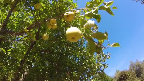 apples on apple tree with blue sky - Filmmaterial, Video