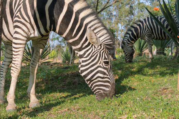 Zebras eating grass. Lubango. Angola. - Foto, Imagen