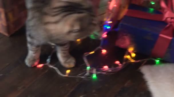 Kočka u vánoční stromek a dárky - Záběry, video