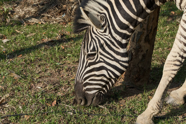 Zebra eating grass. Lubango. Angola. - Photo, image