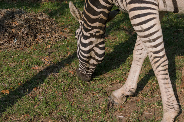 Zebra eating grass. Lubango. Angola. - Foto, Imagen