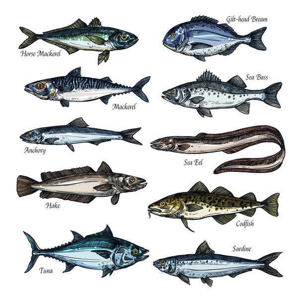 Fish, seafood sketch set with sea, ocean animal - Vektor, Bild