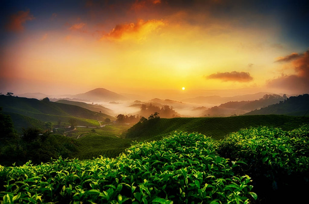 thee plantage landschap over zonsopgang achtergrond en prachtige hemel bij Cameron Hooglanden, Maleisië - Foto, afbeelding