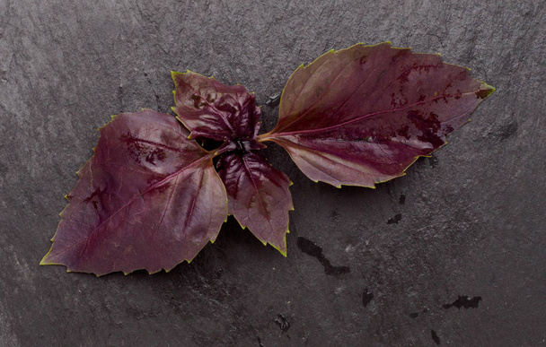 Primer plano plano plano de hojas de albahaca roja fresca aisladas sobre fondo negro. Albahaca de ópalo oscuro púrpura
 - Foto, imagen