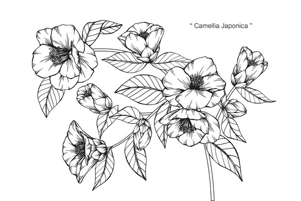 Camélia Japonica flores desenho e esboço
. - Vetor, Imagem