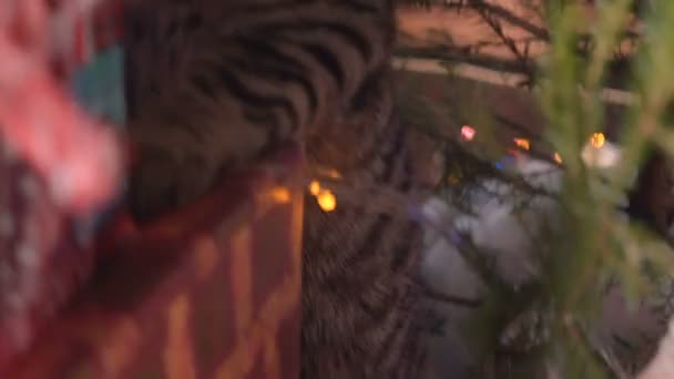 Kissa lähellä joulukuusi ja lahjoja
 - Materiaali, video