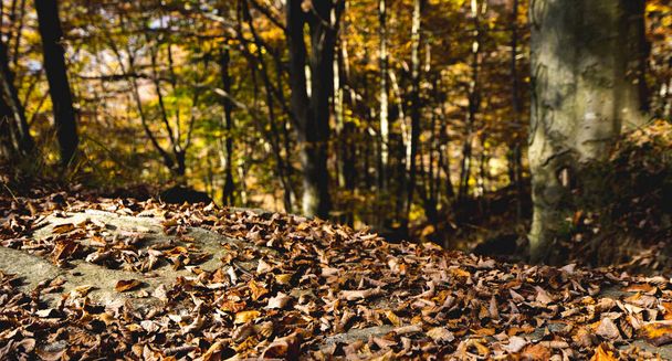 Las hojas del bosque en otoño
 - Foto, imagen