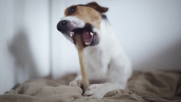 dog lying on floor and gnaw bone. - Filmati, video
