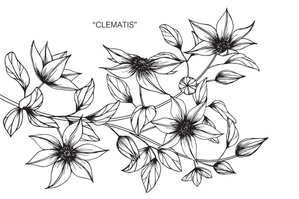 Clematis flores dibujo y boceto con line-art sobre fondos blancos
. - Vector, Imagen