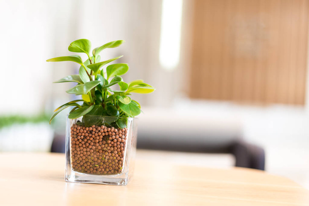 glass pot with green plant on table in living room - Photo, Image