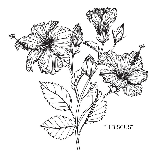 Hibiscus drawing and sketch with line-art on white backgrounds. - Wektor, obraz