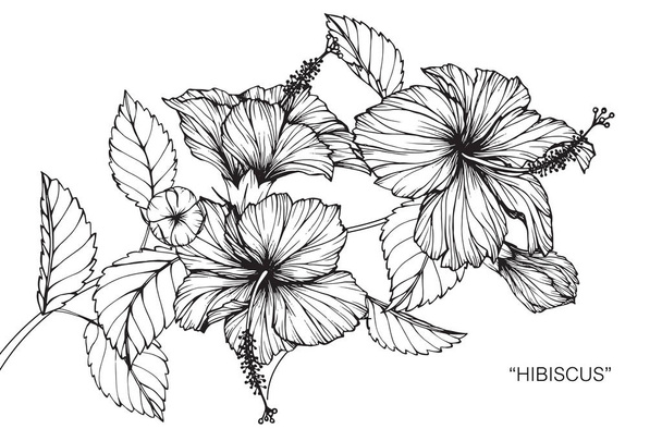 Hibiscus flower. Drawing and sketch with black and white line-art. - Vecteur, image