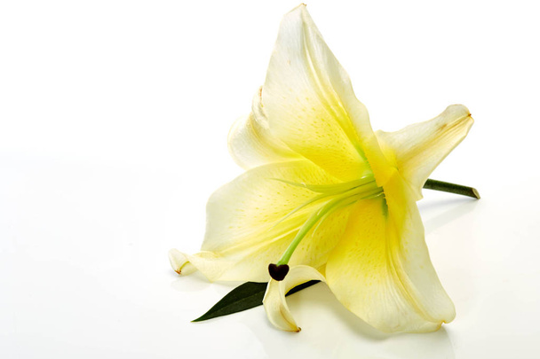 Fehér liliom virág Polárszűrő fehér - Fotó, kép
