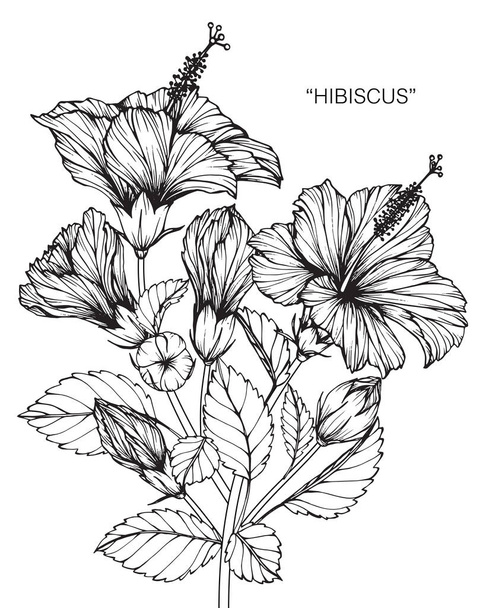 Hibiscus flower. Drawing and sketch with black and white line-art. - Vektori, kuva